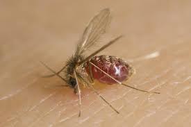 275x183 Previous Issue