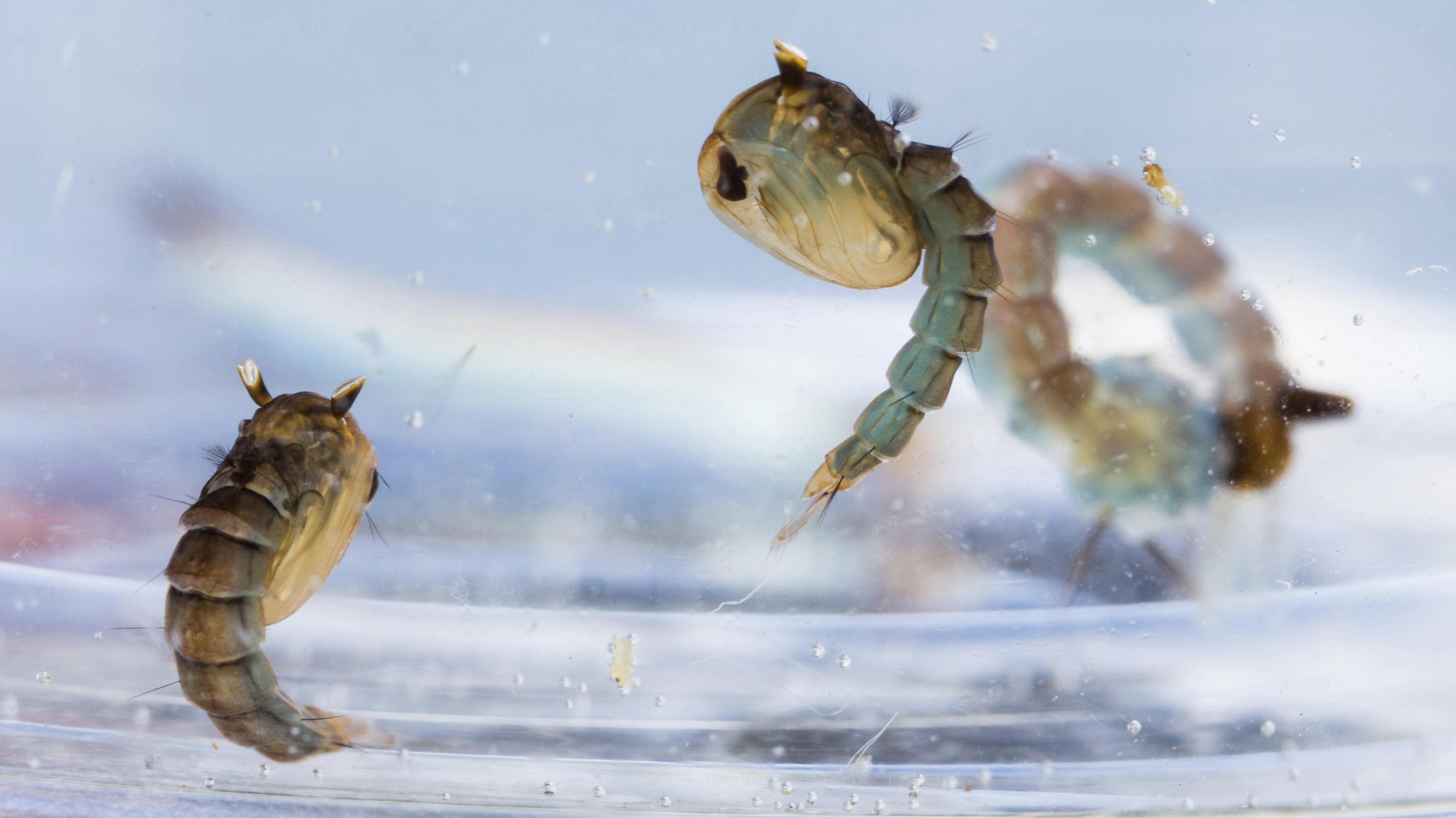 3719x2090 Vector Biology Lstm