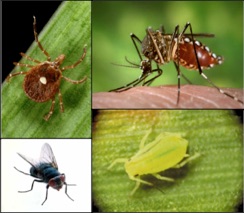 244x213 Vector Biology Research Group