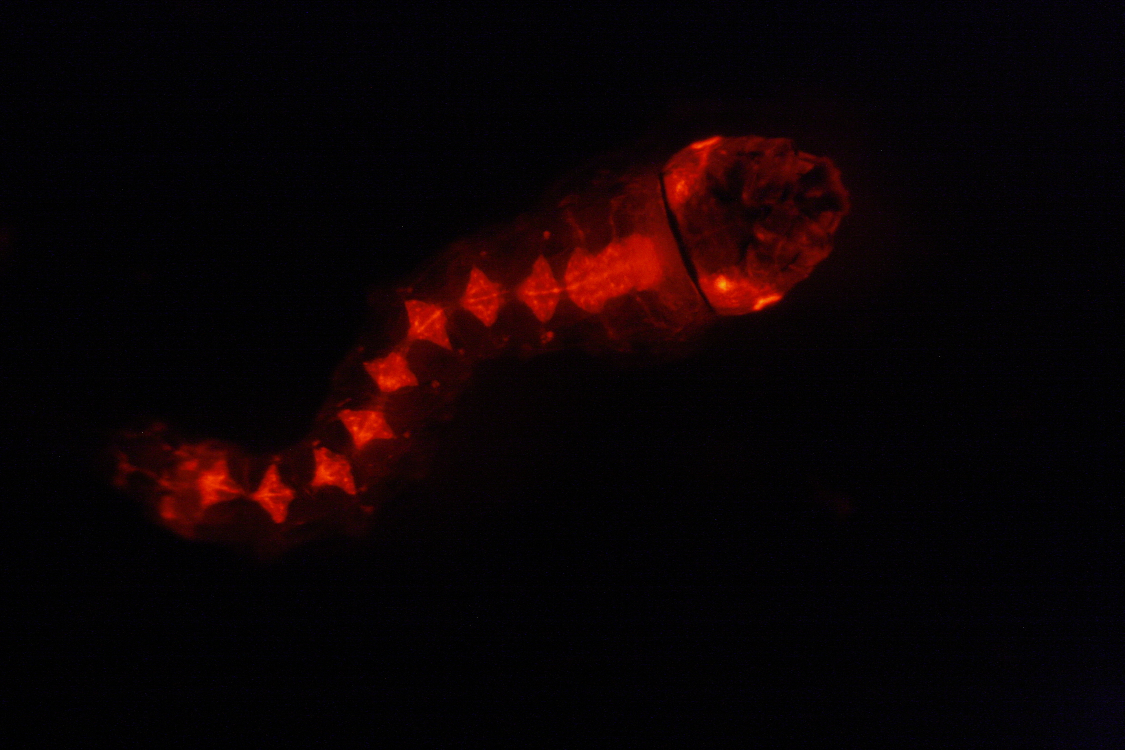 3888x2592 Vector Behaviour And Genomics Lstm