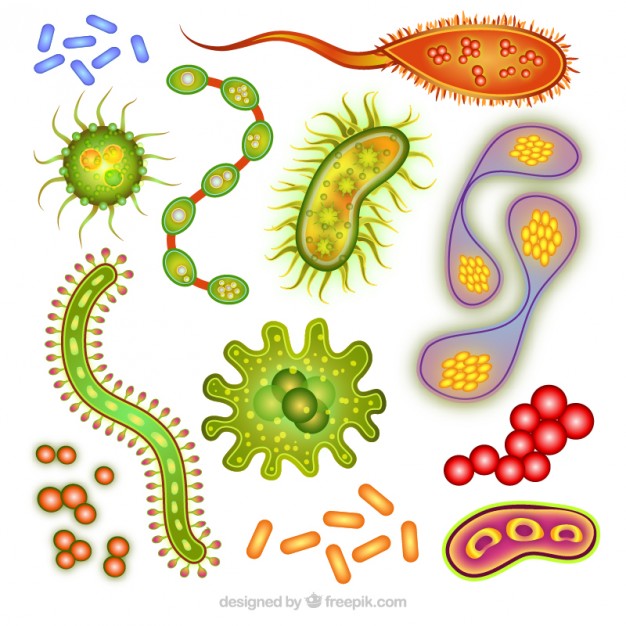 626x626 Biology Organisms Vector Free Download