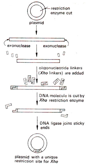 300x565 Blunt End Ligation