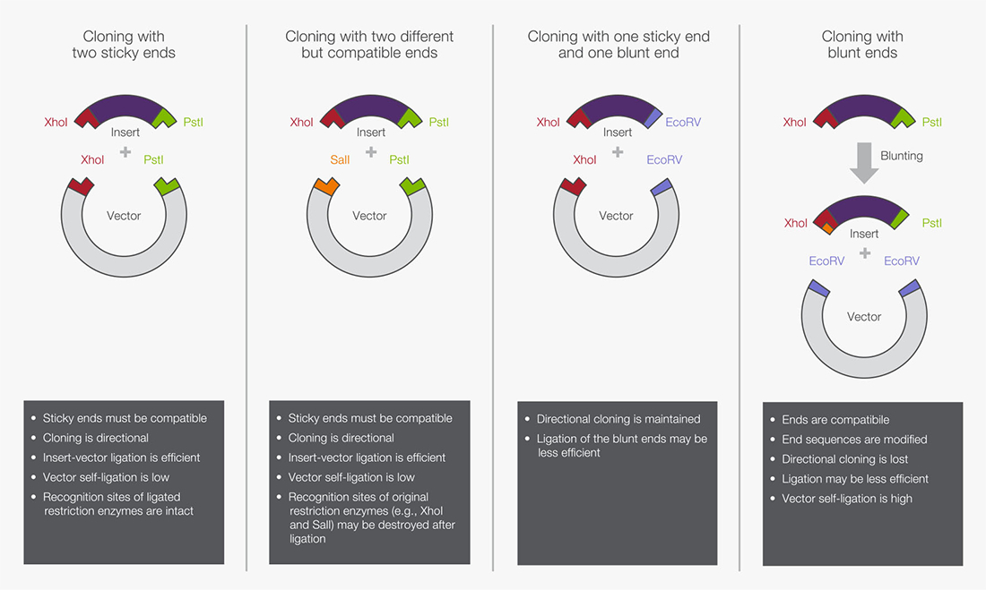 Recognition site. Ligation independent Cloning. Blunt-ended cohensive ligation.