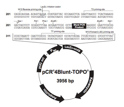 400x345 Topo Blunt End For Sequencing Thermo Fisher Scientific