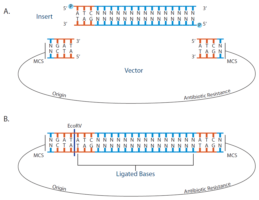 1049x812 Tips For Blunt End Dna Cloning And Ligation Idt