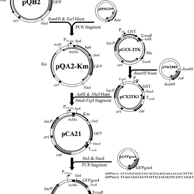 Vector Construction The Blunt Ended Kb Bam Hi And Sac I 640x640 Vector Construction The Blunt Ended Kb Bam Hi And Sac I