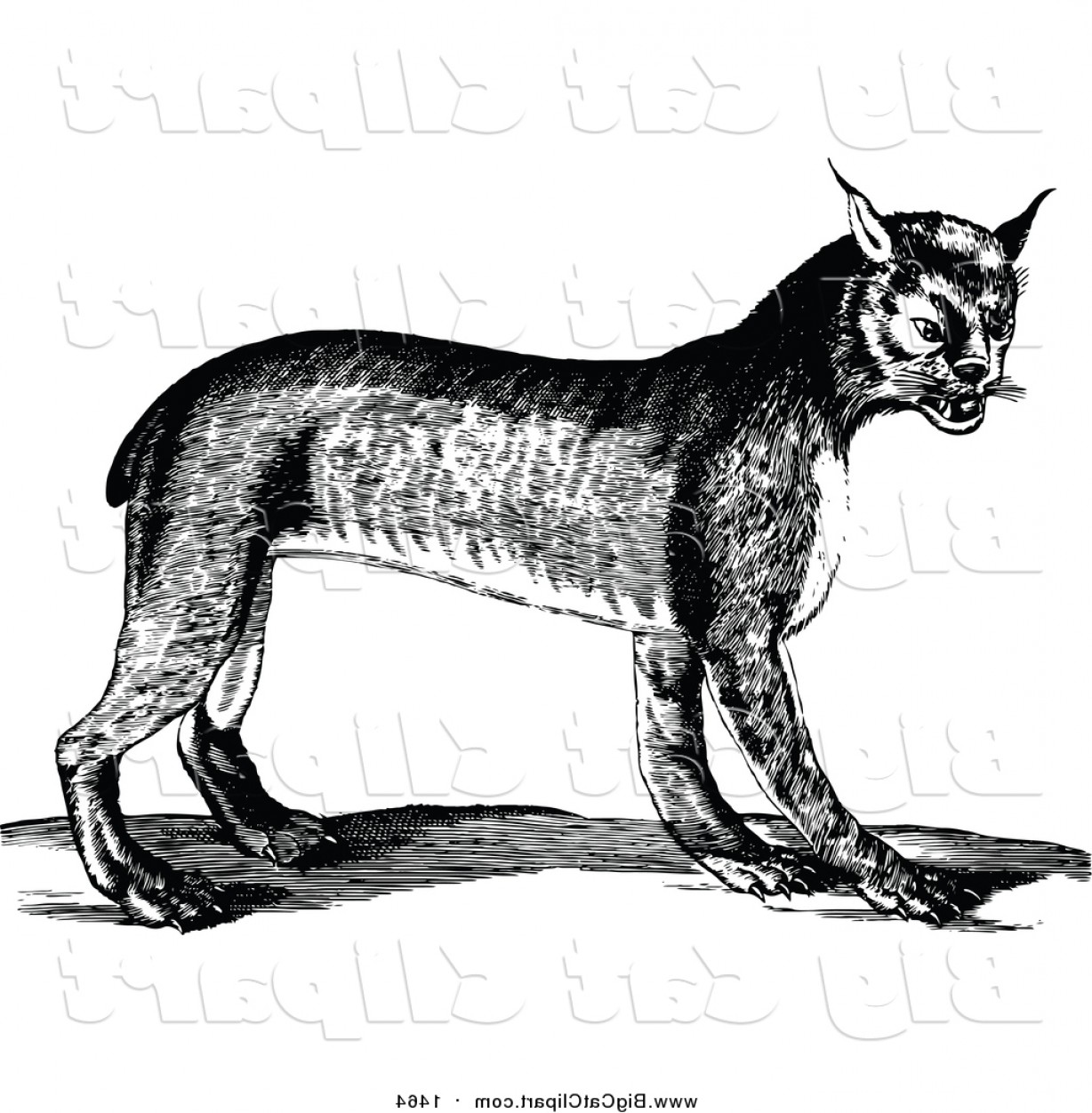 1228x1252 Bobcat Vector Hoodamathrun