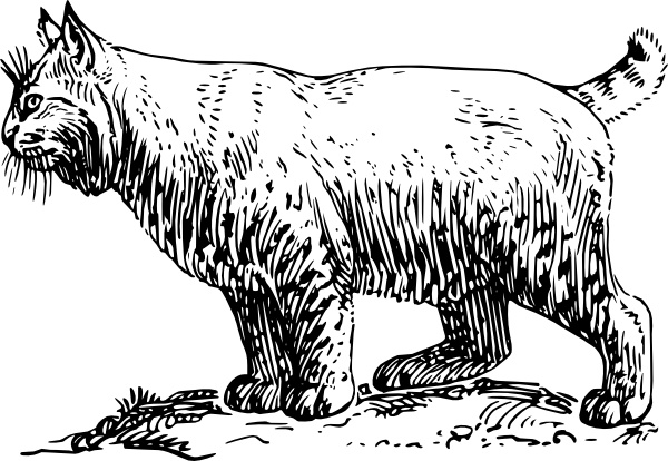 600x414 Bobcat Clip Art Free Vector In Open Office Drawing