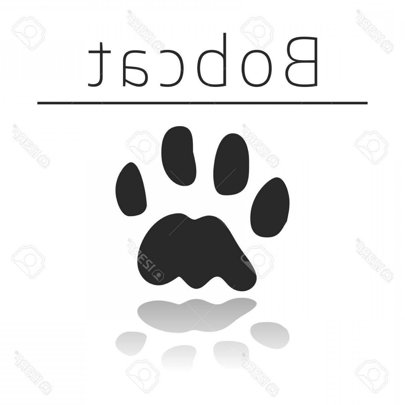 1560x1560 Photostock Vector Bobcat Animal Track With Name And Reflection