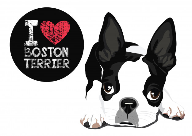 626x442 Boston Terrier Vectors, Photos And Free Download