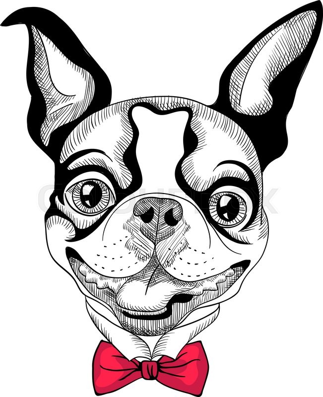 651x800 Funny Cartoon Hipster Boston Terrier Stock Vector Colourbox