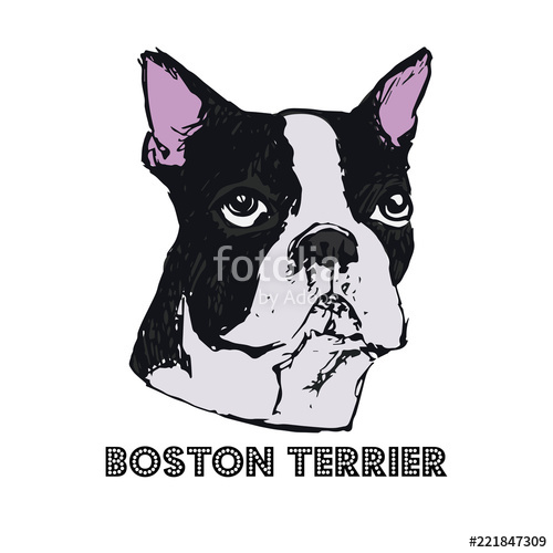Boston Terrier Dog Face Vector Illustration Hand Drawn Dog 500x500 Boston Terrier Dog Face Vector Illustration Hand Drawn Dog