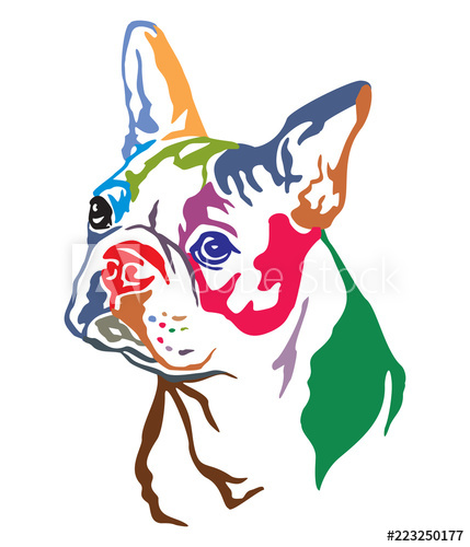 Colorful Decorative Portrait Of Dog Boston Terrier Vector 429x500 Colorful Decorative Portrait Of Dog Boston Terrier Vector