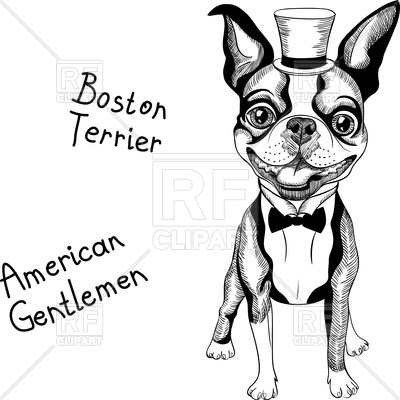 Hipster Dog Boston Terrier In Top Hat And Bow Tie Vector Image 400x400 Hipster Dog Boston Terrier In Top Hat And Bow Tie Vector Image