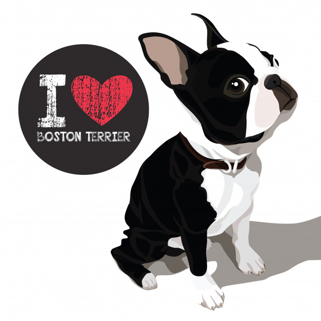 I Love Boston Terrier Vector Premium Download 626x626 I Love Boston Terrier Vector Premium Download