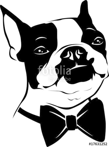 Boston Terrier 373x500 Boston Terrier