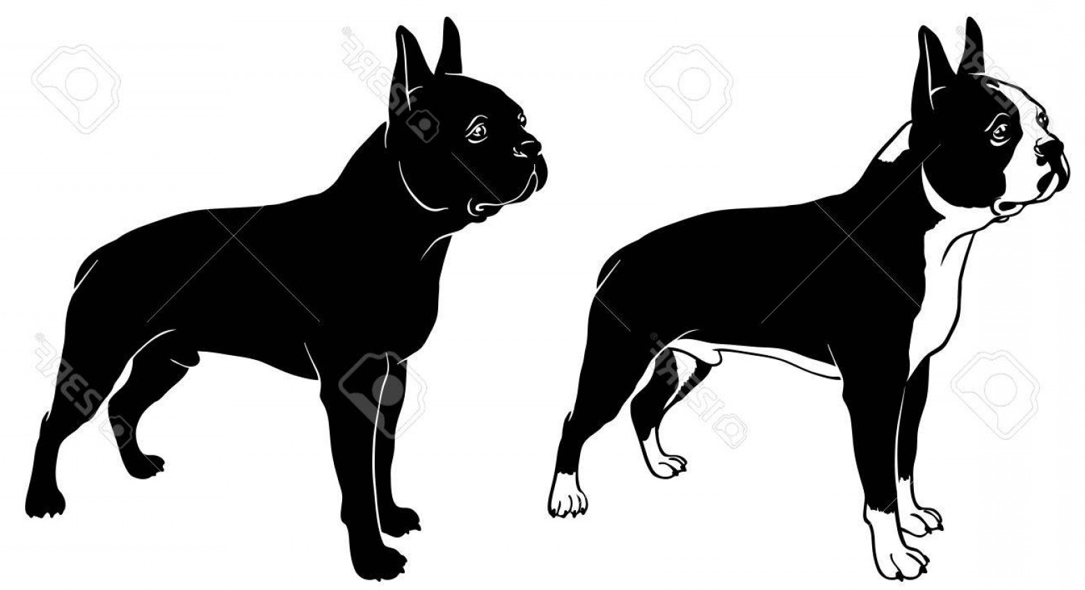 Photostock Vector Boston Terrier Set Outline And Silhouette Vector 1560x849 Photostock Vector Boston Terrier Set Outline And Silhouette Vector