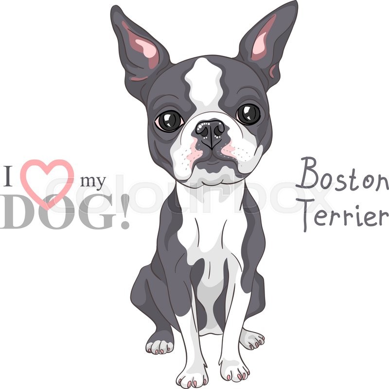 Vector Serious Dog Boston Terrier Stock Vector Colourbox 800x800 Vector Serious Dog Boston Terrier Stock Vector Colourbox