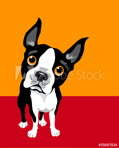 Funny Illustration Of Boston Terrier 400x500 Funny Illustration Of Boston Terrier
