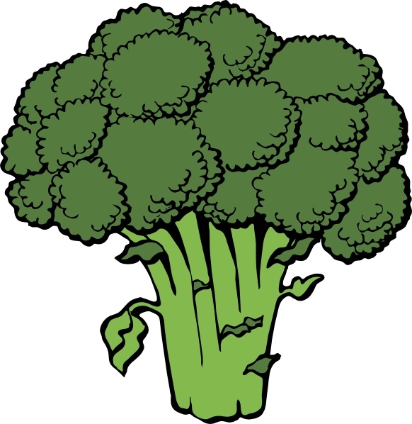 582x598 Broccoli Vector Free Vector Download