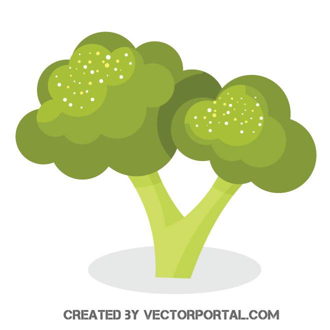 660x660 Broccoli Vector Illustration