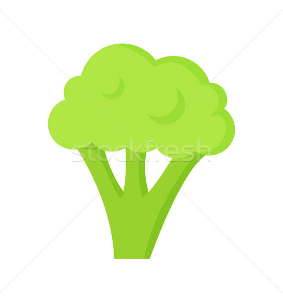 563x600 Broccoli Healthy Useful Food Vector Illustration Vector