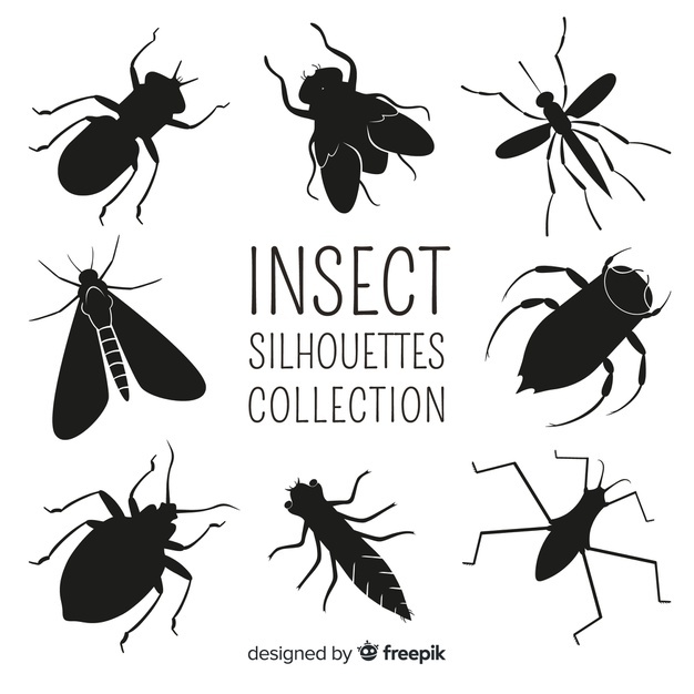 626x626 Insect Vectors, Photos And Free Download