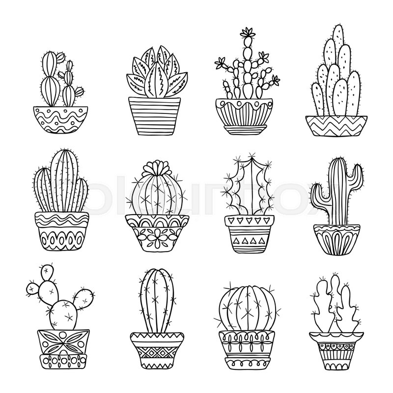 800x800 Hand Drawn Sketch, Vector Cactus Set Stock Vector Colourbox