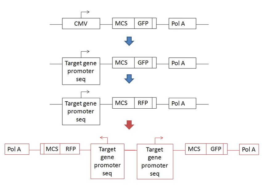 850x635 Can A Vector Have Two Same Poly A Sequence In Two Different