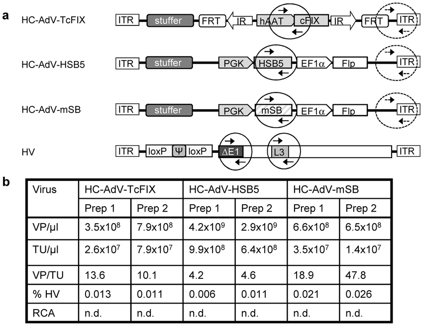 850x656 Characterization Of The High Capacity Adenoviral Vectors
