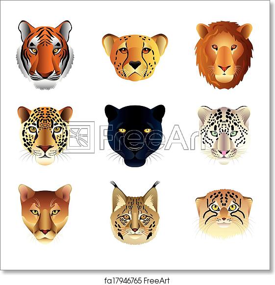 561x581 Free Art Print Of Big Cats Heads Vector Set Popular Big Cats