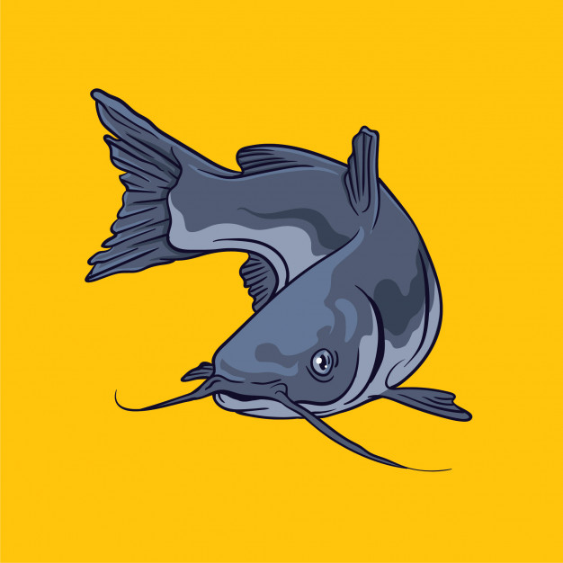 626x626 Catfish Vector Illustration Vector Premium Download