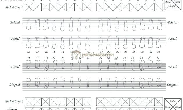 630x380 Dental And Periodontal Charting Stock Vector Illustration