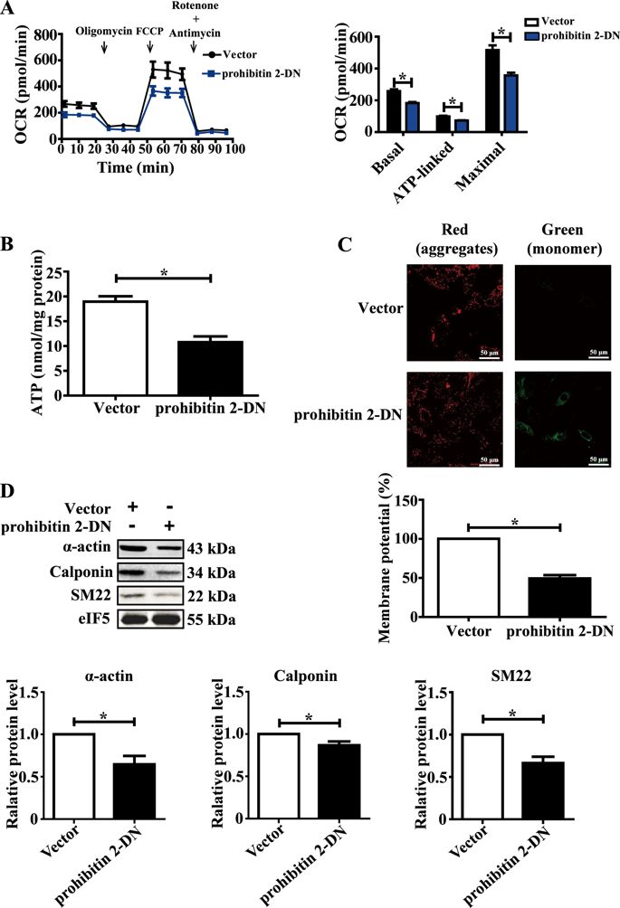 Comp Prohibitin Interaction Maintains Mitochondrial Homeostasis 685x1004 Comp Prohibitin Interaction Maintains Mitochondrial Homeostasis
