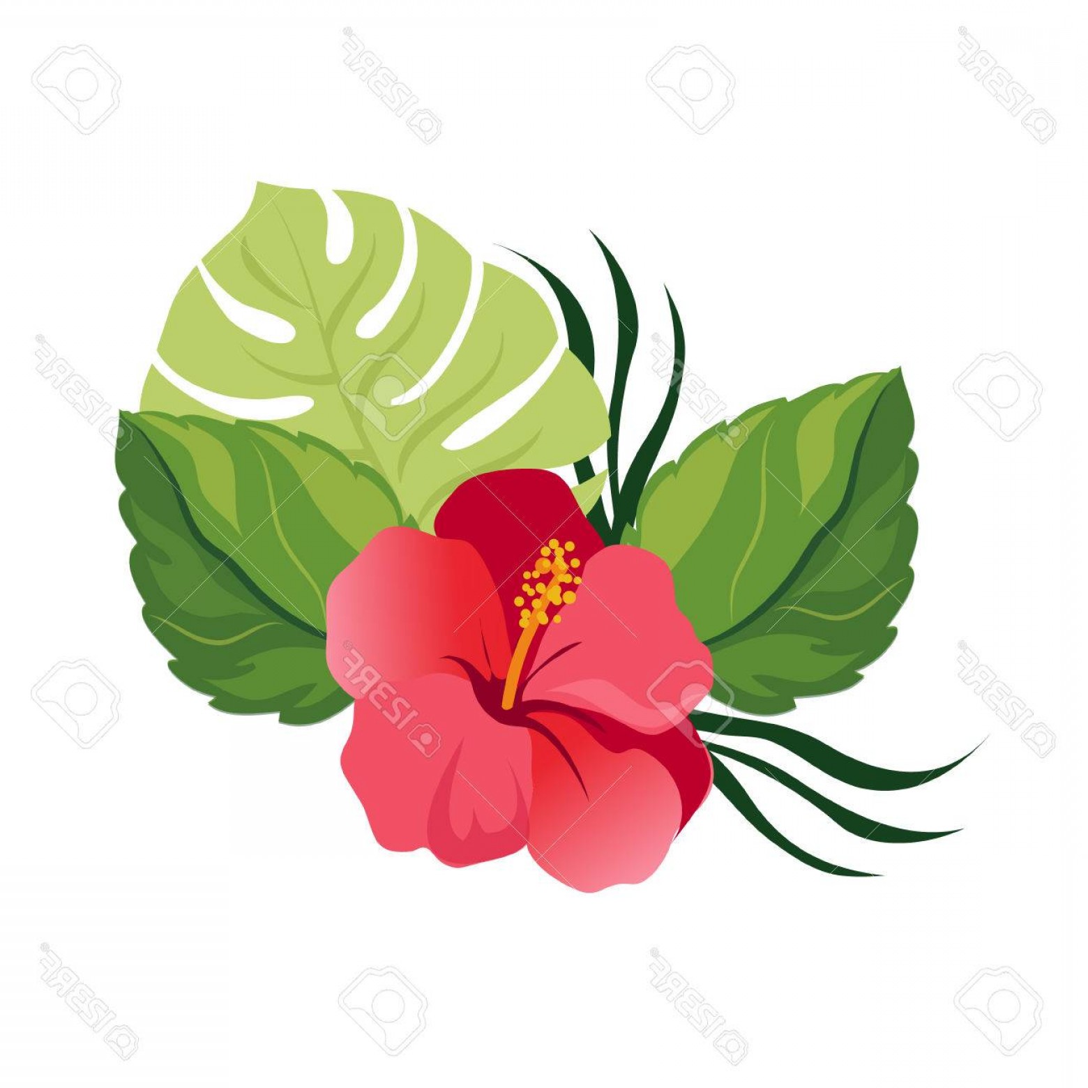 Photostock Vector Bouquet With Tropical Flowers Elegant Floral 1560x1560 Photostock Vector Bouquet With Tropical Flowers Elegant Floral