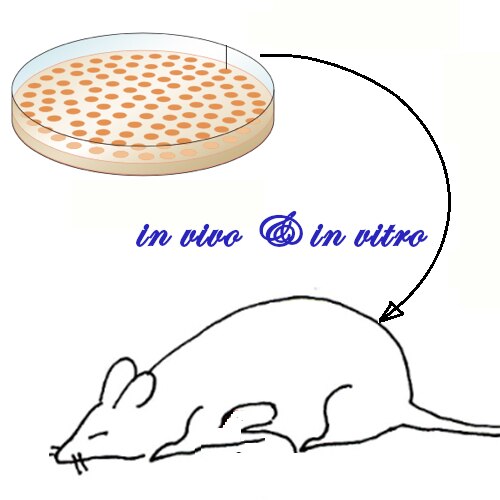 500x500 Knock Inknock Out Vector Construction