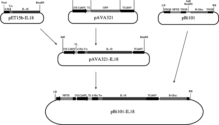 850x486 Scheme Of Vector Construction Designations Dna