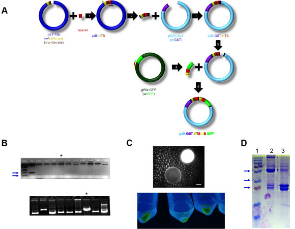 600x465 Cloning And Purification Of Gst Gfp A Schematic Of Vector