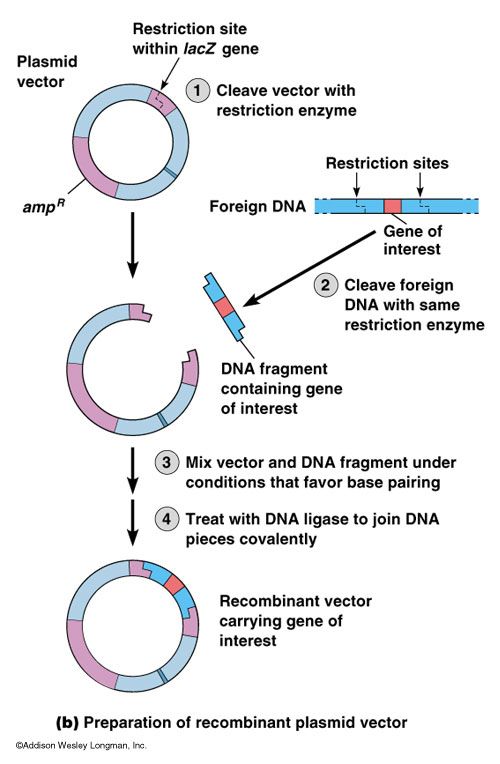 500x764 Figure Cloning A Gene In The Plasmid Vector