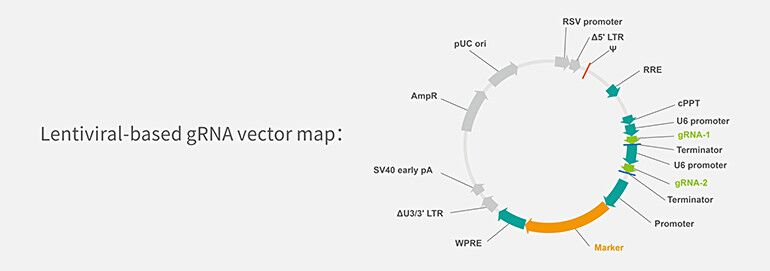 770x271 Lentivirus Packaging Custom Cell Line Services Cyagen Us Inc