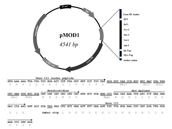 600x450 Map Of Phagemid Vector, For The Construction Of Scfv