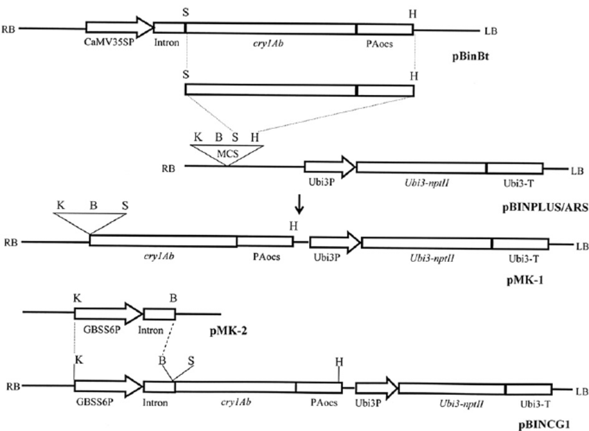 850x622 Schematic Diagram For Construction Of Plant Transformation Vector