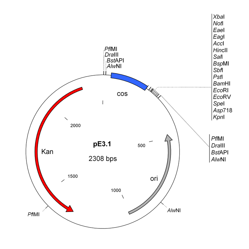 800x800 Inc Experts In Adenovirus Vectors