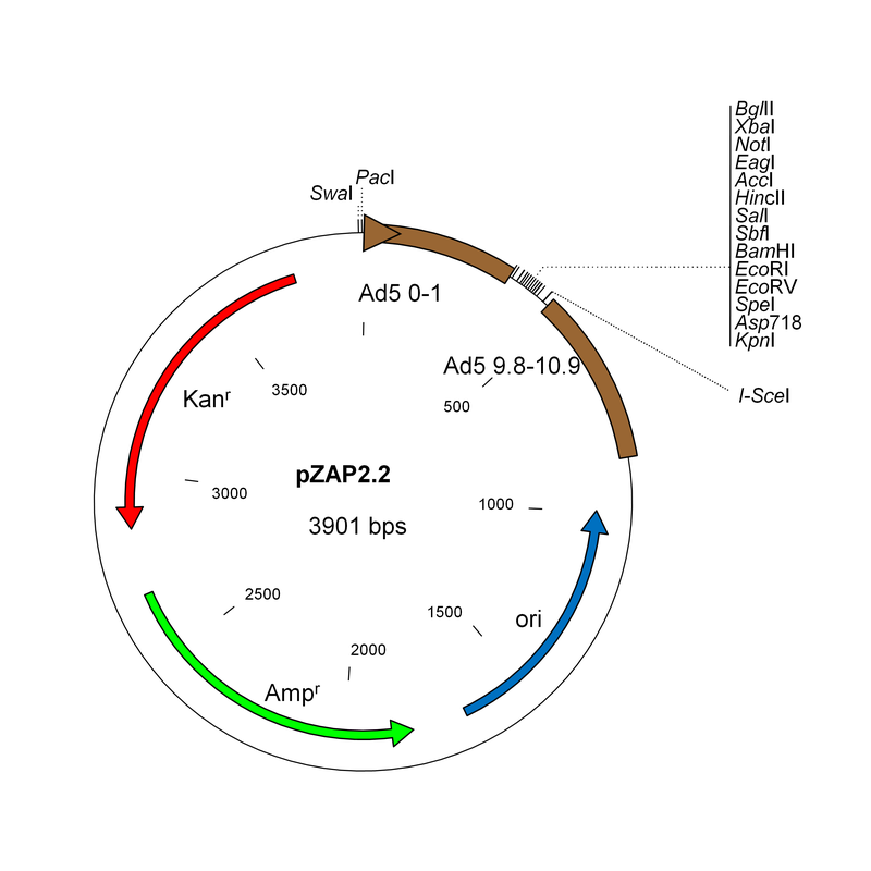 800x800 Inc Experts In Adenovirus Vectors