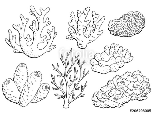500x375 Coral Set Graphic Black White Isolated Sketch Illustration Vector
