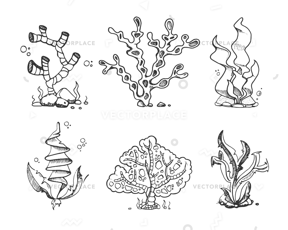 1000x800 Marine Seaweeds Sea Flora Ocean Plants Vector Illustration