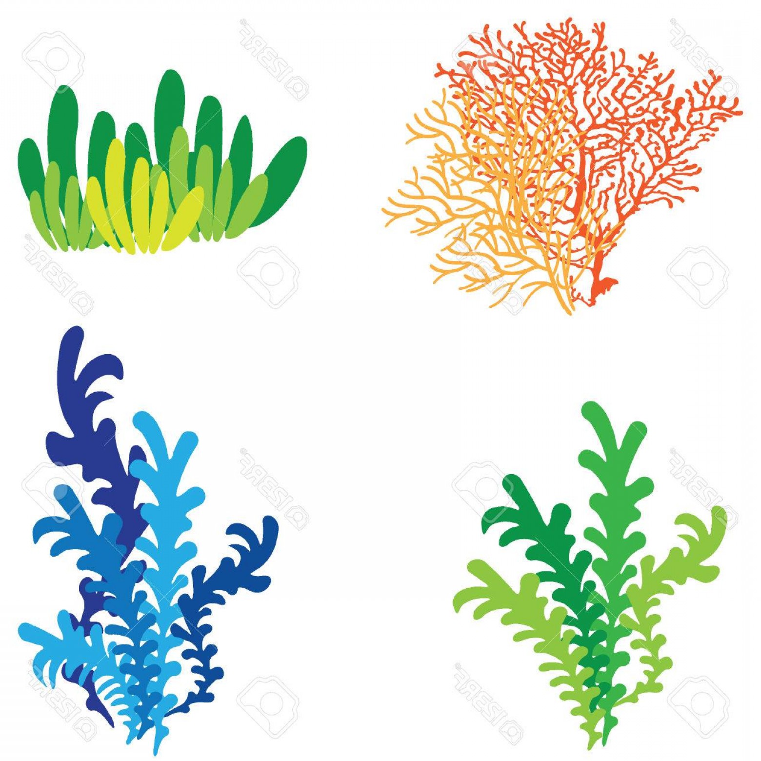 1560x1560 Photostock Vector Vector Coral Reef Coloful Cqrecords