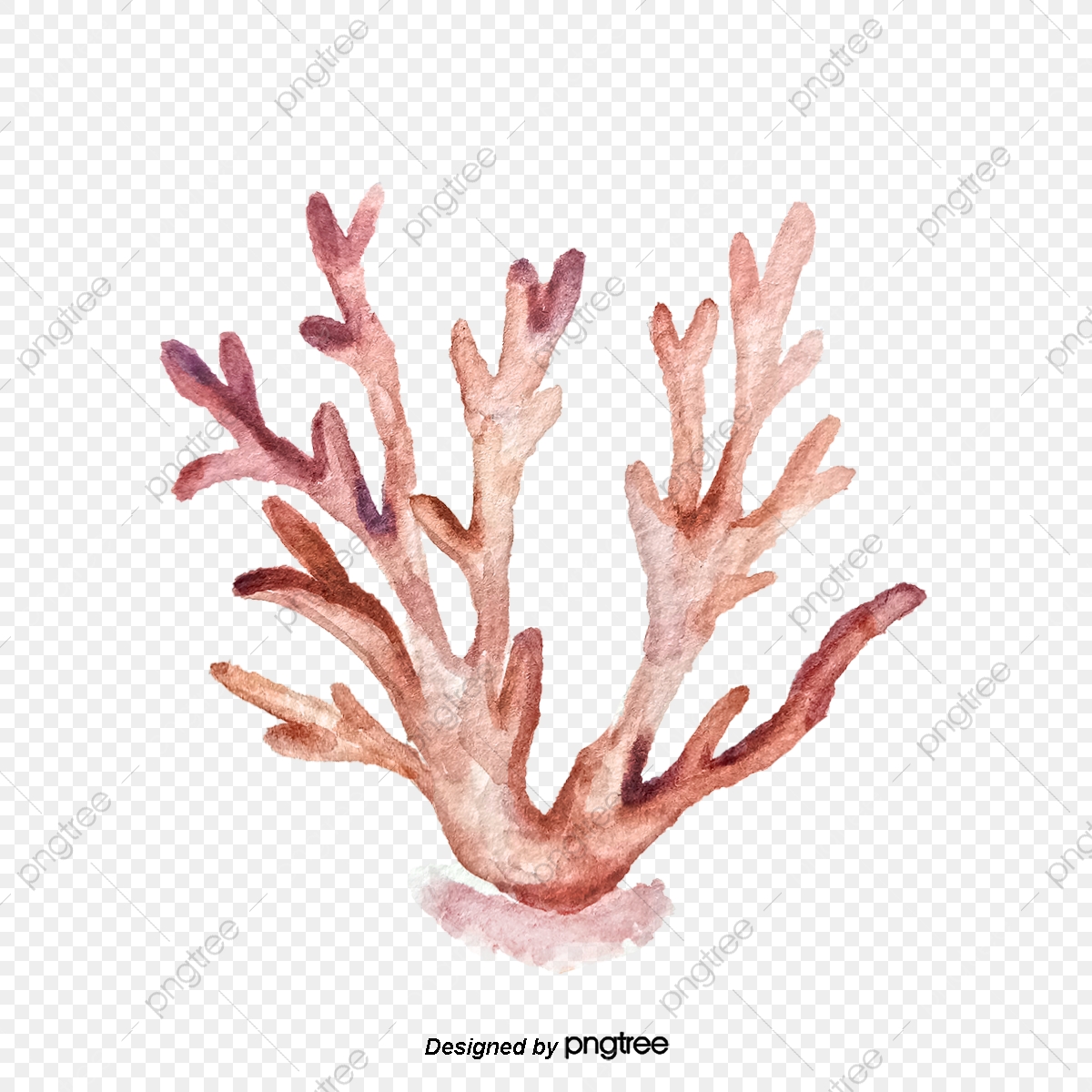1200x1200 Vector Coral Flower, Flower Vector, Red, Sea Vector Png And Vector