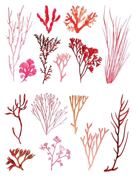580x772 Vector Coral Illustration Pack