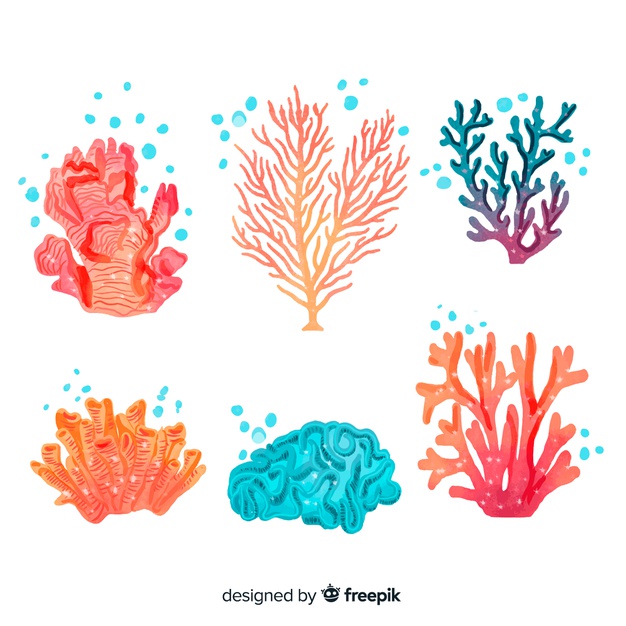 626x626 Watercolor Coral Collection Vector Free Download